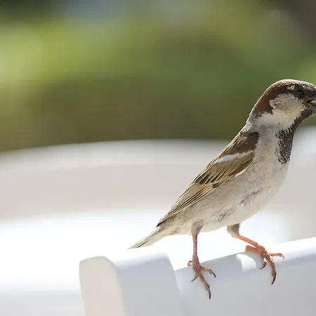 Sandy & - Ex Sentido 4* لارنكا